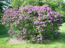 یاس خوشه ای